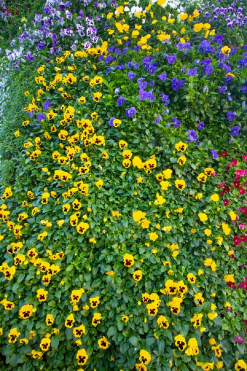 vertical garden - garden decoration stock pictures, royalty-free photos & images