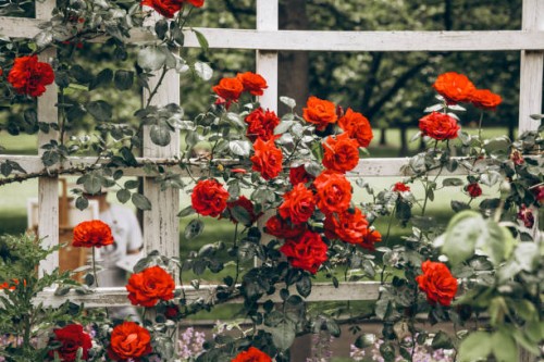 vibrant red roses blooming on garden trellis in lush outdoor setting - garden decoration stock pictures, royalty-free photos & images