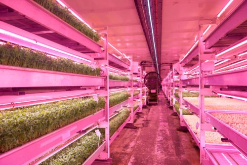 View of the central corridor of the farm with benches containing pea shoots at different stages of growth on either side at the Growing Underground...