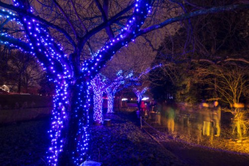 Visitors pass an illuminated tree at the botanical gardens in Berlin, Germany, 17 December 2017. At nightfall visitors are able to admire the more...