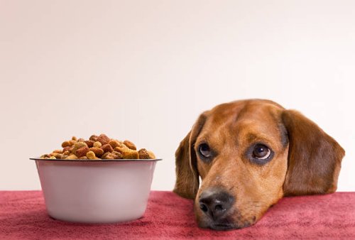 waiting - food stock pictures, royalty-free photos & images