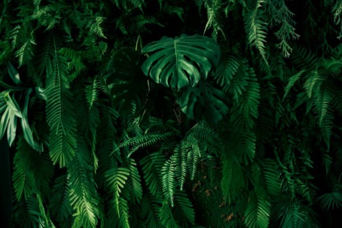 wall with green tropical plants indoors. - garden decoration stock pictures, royalty-free photos & images