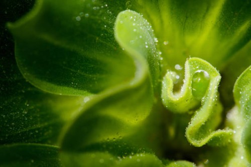 water lettuce - food stock pictures, royalty-free photos & images
