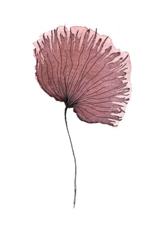 watercolor flower, dandelion - garden decoration stock pictures, royalty-free photos & images