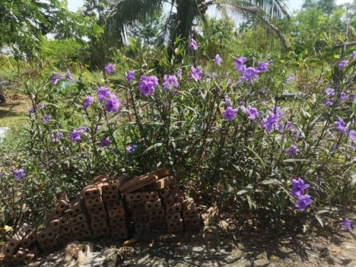 waterkanon, watrakanu, minnieroot, iron root, feverroot, popping pod, cracker plant, trai-no, toi ting acanthaceae, britton’s wild, mexican bluebell, petunia violet flower blooming in garden on nature background - garden deco