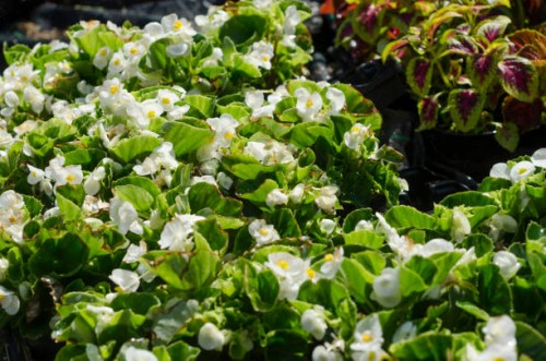 wax begonia or clubed begonia (begonia cucullata) in plastic pots - garden decoration stock pictures, royalty-free photos & images