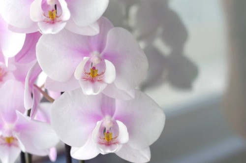 white and pink phalaenopsis orchid (moth orchids) - home decoration stock pictures, royalty-free photos & images