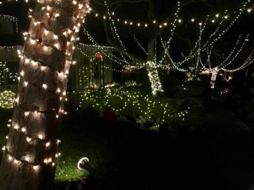 white christmas light strung trees and front yard, night - garden decoration stock pictures, royalty-free photos & images