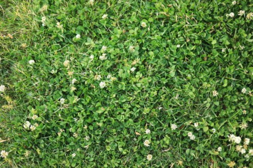 white clover common lawn weed plant (trifolium repens) - garden decoration stock pictures, royalty-free photos & images
