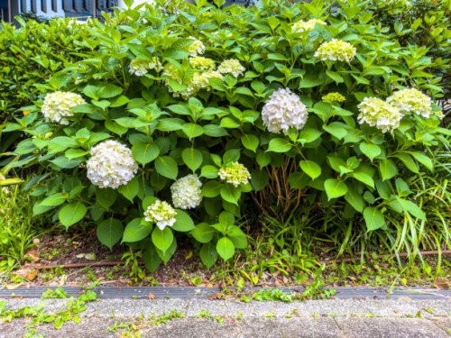 white hydrangea blooms - garden decoration stock pictures, royalty-free photos & images