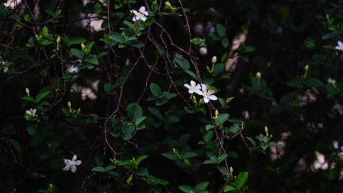 white jasmine 'wrightia antidysenterica' flower background - garden decoration stock pictures, royalty-free photos & images
