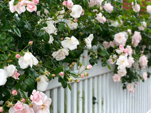 white picket fence overgrown with pink rose blossoms - garden decoration stock pictures, royalty-free photos & images