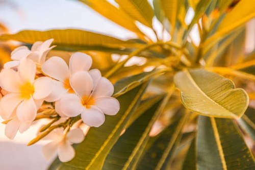 white tropical flower frangipani over beautiful green blurred lush foliage, sunny exotic garden. tranquil nature closeup, romantic, love plumeria. spa, meditation inspire floral macro. wellbeing - garden decoration stock pict