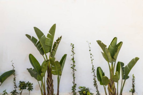 white wall and banana trees and different plants - garden decoration stock pictures, royalty-free photos & images