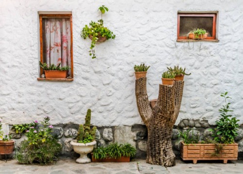 white wall garden - cactus wood - garden decoration stock-fotos und bilder