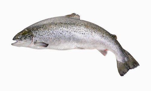 whole salmon - food stock pictures, royalty-free photos & images