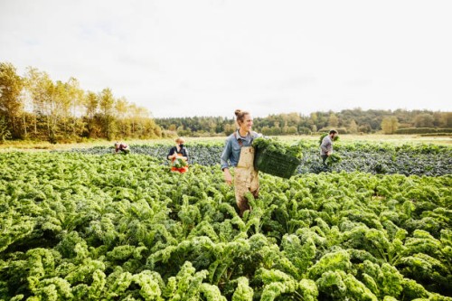 wide shot of smiling farmer carrying bin of freshly harvested organic curly kale through field on fall morning - food stock pictures, royalty-free photos & images