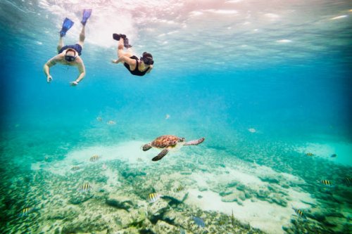 wide shot underwater view of couple snorkeling near sea turtle swimming in tropical sea - travel stock-fotos und bilder