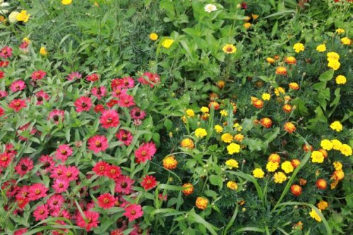 wild flower pollen for honey bee production - garden decoration stock pictures, royalty-free photos & images