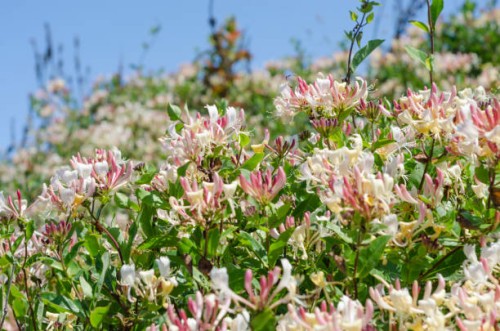 wild honeysuckle lonicera periclymenum, common honeysuckle, european honeysuckle, or woodbine. - garden decoration stock pictures, royalty-free photos & images