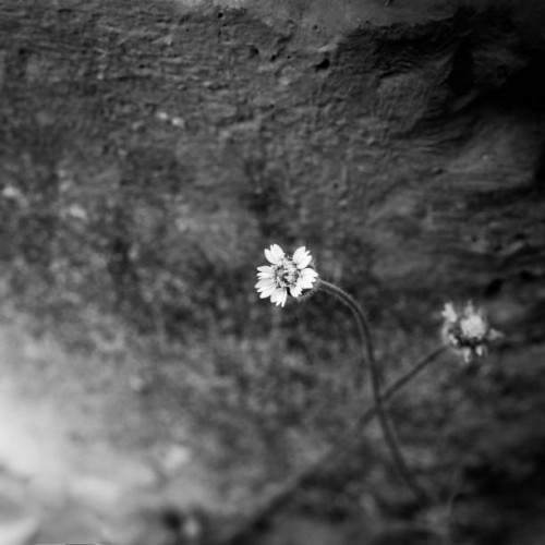wildflowers on the wall - monochrome - garden decoration stock-fotos und bilder