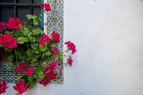window, facade, door, flowers, colours, unintentional street art - garden decoration stock pictures, royalty-free photos & images