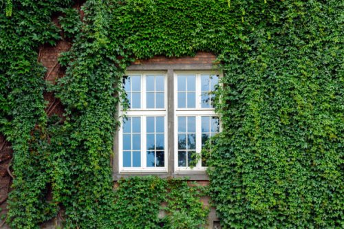 window surrounded by green ivy facade - garden decoration stock pictures, royalty-free photos & images