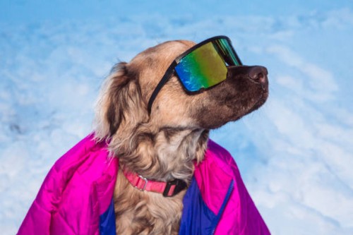 winter dog wearing wraparound sunglasses, snow dog wearing coat, 1980s fashion - fashion stock pictures, royalty-free photos & images