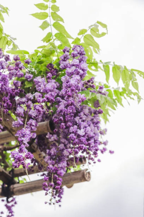wisteria - garden decoration stock pictures, royalty-free photos & images