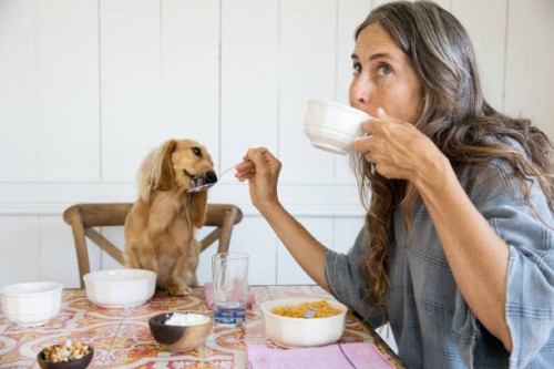 woman feeding her dog breakfast from the table like a baby - food stock pictures, royalty-free photos & images