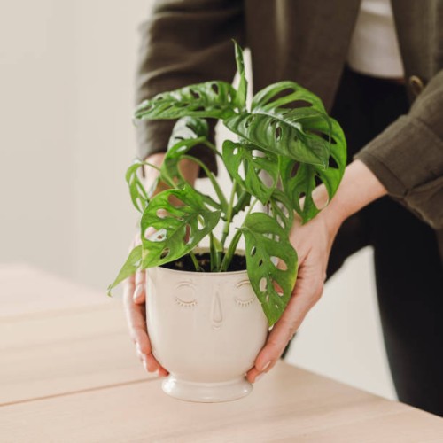 woman holding potted houseplant indoors at home monstera - home decoration stockfoto's en -beelden
