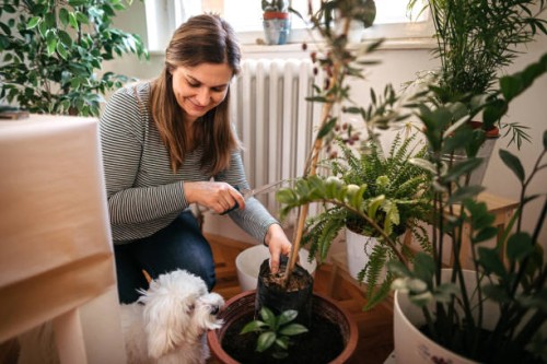 woman planting while maltese dog is besides her - garden decoration stock pictures, royalty-free photos & images