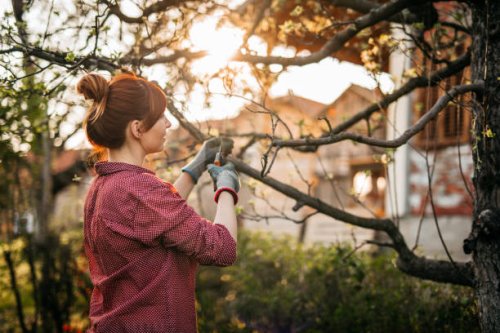woman pruning apple trees - garden decoration stock pictures, royalty-free photos & images