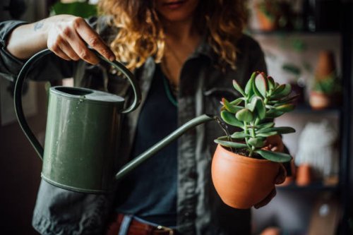 woman watering flowers - garden decoration stock pictures, royalty-free photos & images