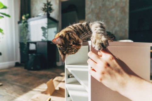 woman with cat assembling diy furniture at home - home decoration stock pictures, royalty-free photos & images