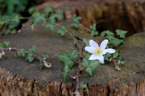 wood stump cut with flowering ivy - garden decoration stock pictures, royalty-free photos & images