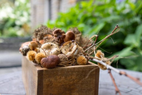 wooden garden tray filled with dry sycamore tree seed balls & wild mushrooms - garden decoration stock pictures, royalty-free photos & images