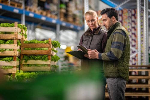 workers checking lettuce shipment in warehouse - food stock pictures, royalty-free photos & images