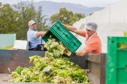 workers on vegetable farm dumping old cabbage - food stock pictures, royalty-free photos & images