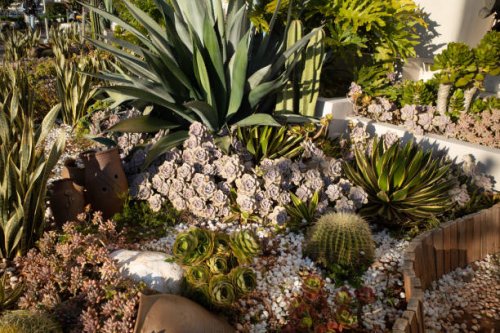 yard catcus plants decoration - garden decoration stock pictures, royalty-free photos & images
