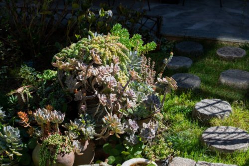 yard succulent plants decoration - garden decoration stock pictures, royalty-free photos & images