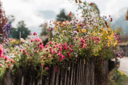 yeallow and pink flowers decorating a garden fence - garden decoration stock pictures, royalty-free photos & images