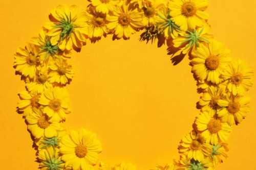 yellow background with yellow daisies. floral background. hello spring. birthday. women's day. mothers day. holiday. - garden decoration stock pictures, royalty-free photos & images
