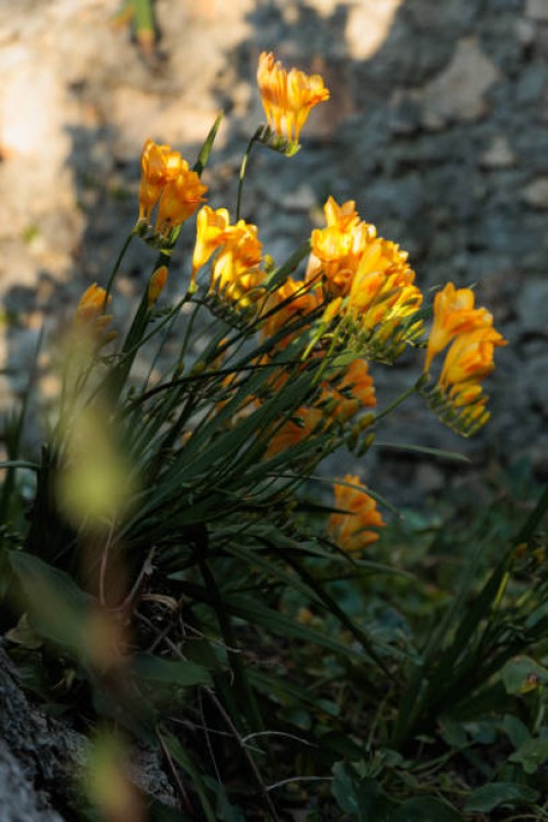 yellow blooming freesia plant in sunny tropical garden against masonry wall background. - garden decoration stock pictures, royalty-free photos & images