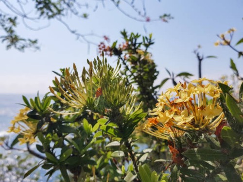 yellow flowers - garden decoration stock pictures, royalty-free photos & images