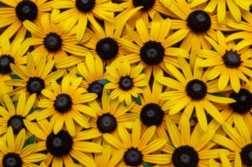 yellow flowers of echinacea close up. - garden decoration stock pictures, royalty-free photos & images