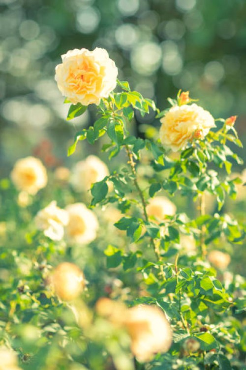 yellow garden roses - garden decoration stock pictures, royalty-free photos & images