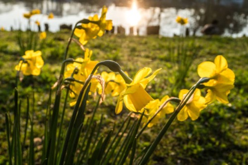 yellow narcissus - garden decoration stock pictures, royalty-free photos & images
