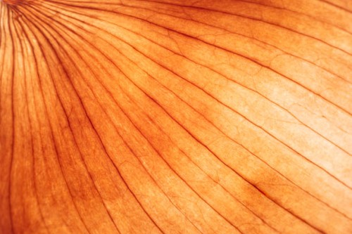 yellow onion skin macrophotography - food stock pictures, royalty-free photos & images