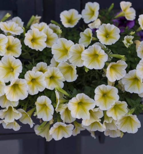 yellow petunia flower - garden decoration stock pictures, royalty-free photos & images